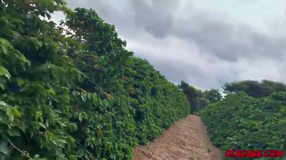 Beautiful Young Girl with Dreads Fucks Inside the Coffee Plantation