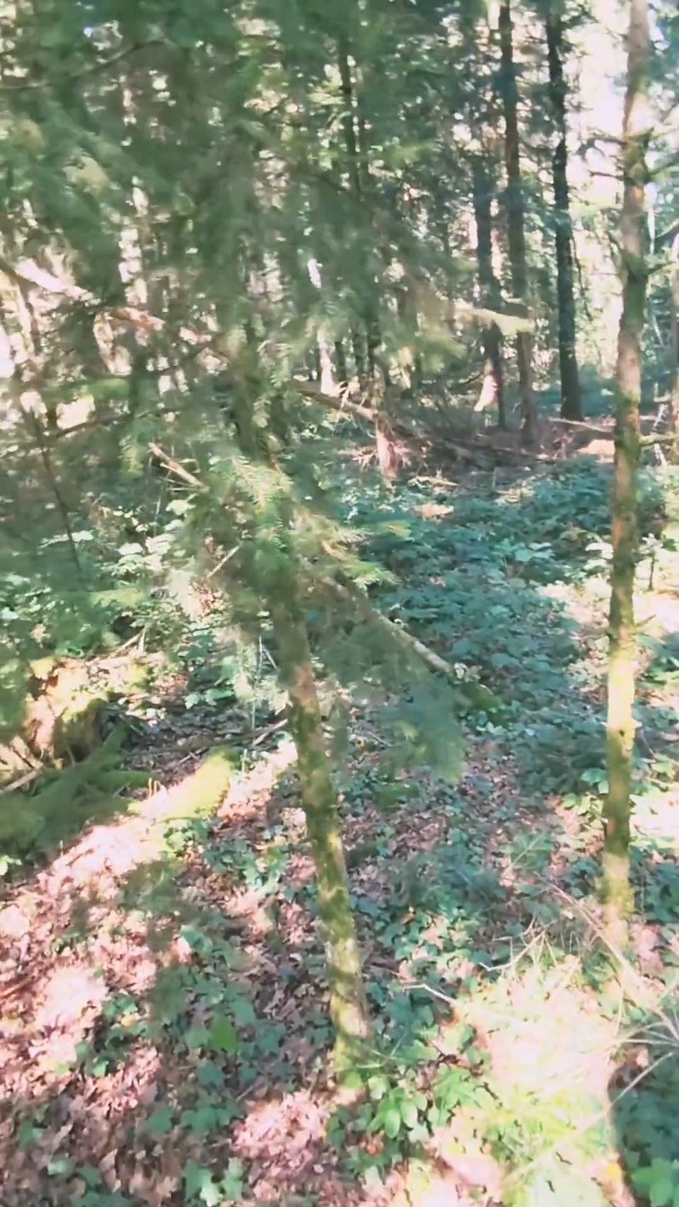 I'm Wandering Around in the Woods, Exhibitionism, Looking for a Good Cock to Fuck Me.